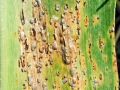 Puccinia sorghi