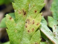 Puccinia_tanaceti.jpg