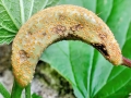 Puccinia urticae