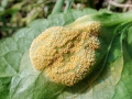 Puccinia_violae_var_violae.jpg