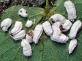 Pulvinaria hydrangeae