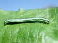 Pungeleria capreolaria