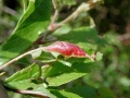 Putoniella pruni