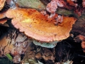 Pycnoporellus fulgens