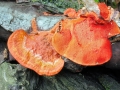 Pycnoporus cinnabarinus