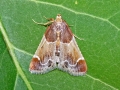 Pyralis_farinalis.jpg