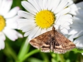 Pyrausta_despicata.jpg