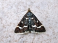 Pyrausta nigrata