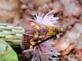 Pyrausta_purpuralis.jpg