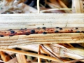 Pyrenopeziza petiolaris