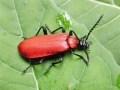 Pyrochroa_coccinea.jpg