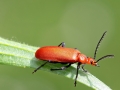 Pyrochroa_serraticornis_Maennchen.jpg