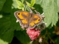 Pyronia tithonus