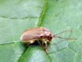 Pyrrhalta viburni