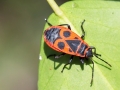 Pyrrhocoris_apterus.jpg