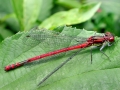 Pyrrhosoma_nymphula.jpg