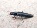 Quedius_levicollis.jpg