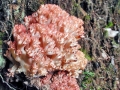 Ramaria botrytis