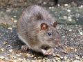 Rattus_norvegicus.jpg
