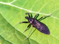 Reduvius personatus