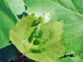 Resseliella_betulicola.jpg