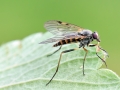 Rhagio_maculatus.jpg