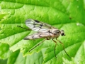 Rhagio_scolopaceus_Weibchen.jpg