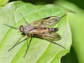 Rhagio_vitripennis_Maennchen.jpg