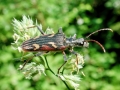 Rhagium_bifasciatum.jpg