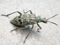 Rhagium inquisitor