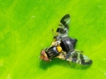 Rhagoletis_cerasi.jpg