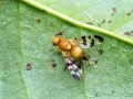 Rhagoletis meigenii