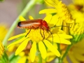 Rhagonycha_fulva.jpg