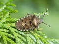 Rhaphigaster_nebulosa.jpg