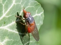 Rhingia campestris