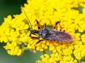 Rhinocoris_annulatus.jpg