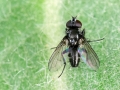 Rhinophora_lepida.jpg