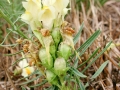 Rhinusa_spp.jpg