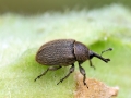 Rhinusa_tetra.jpg