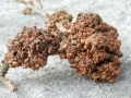 Rhizobium_radiobacter_forsythia.jpg