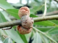 Rhizobium radiobacter