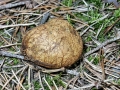 Rhizopogon_obtextus.jpg