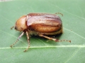 Rhizotrogus_aestivus.jpg