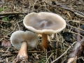 Rhodocollybia_butyracea_var_asema.jpg