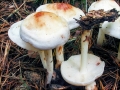 Rhodocollybia_maculata.jpg