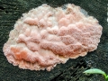 Rhodonia_placenta.jpg