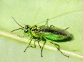 Rhogogaster_chlorosoma_Weibchen.jpg