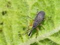Rhopalapion_longirostre_Maennchen.jpg