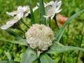 Rhopalomyia_ptarmicae.jpg