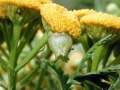 Rhopalomyia_tanaceticola.jpg